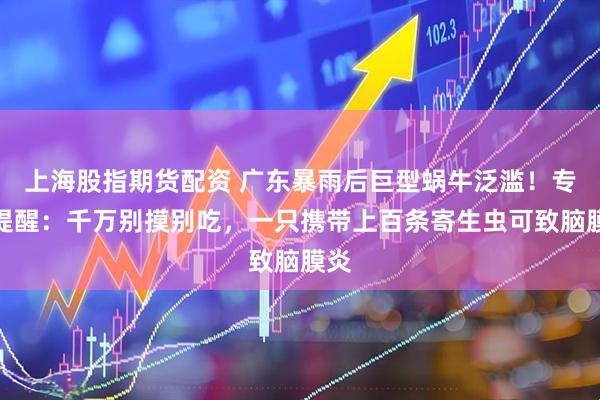 上海股指期货配资 广东暴雨后巨型蜗牛泛滥！专家提醒：千万别摸别吃，一只携带上百条寄生虫可致脑膜炎